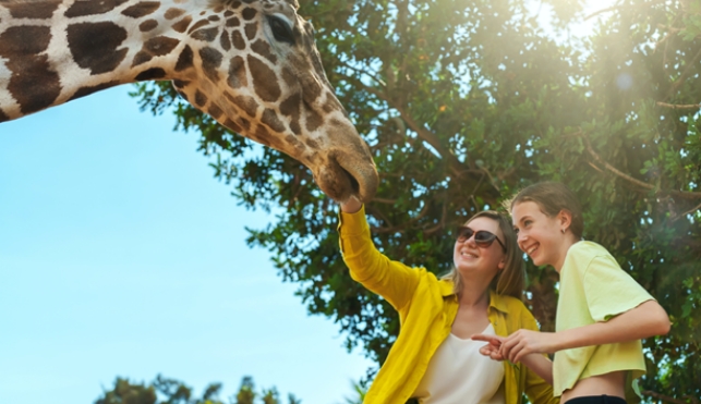 Two friends feeding a giraffe